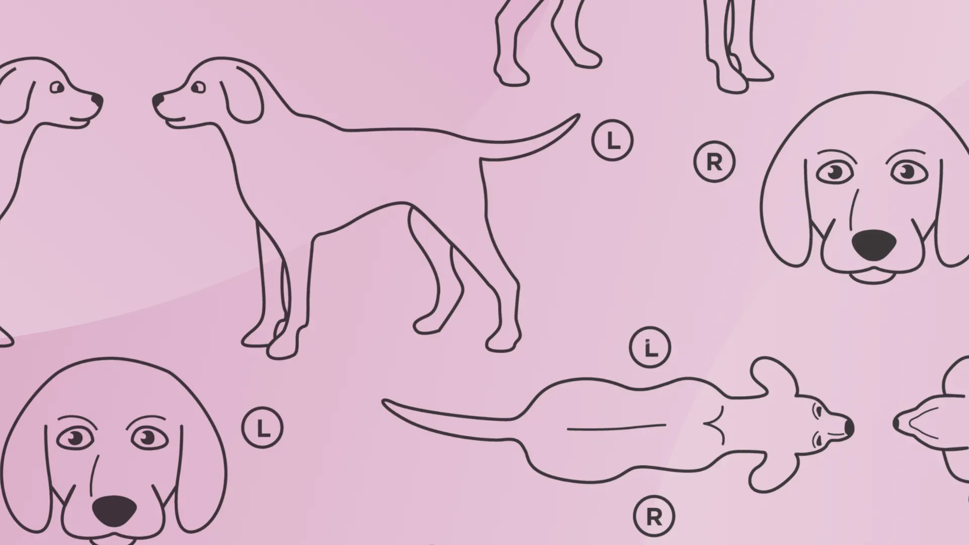 Dog Canine Body Map for Vet Annotation