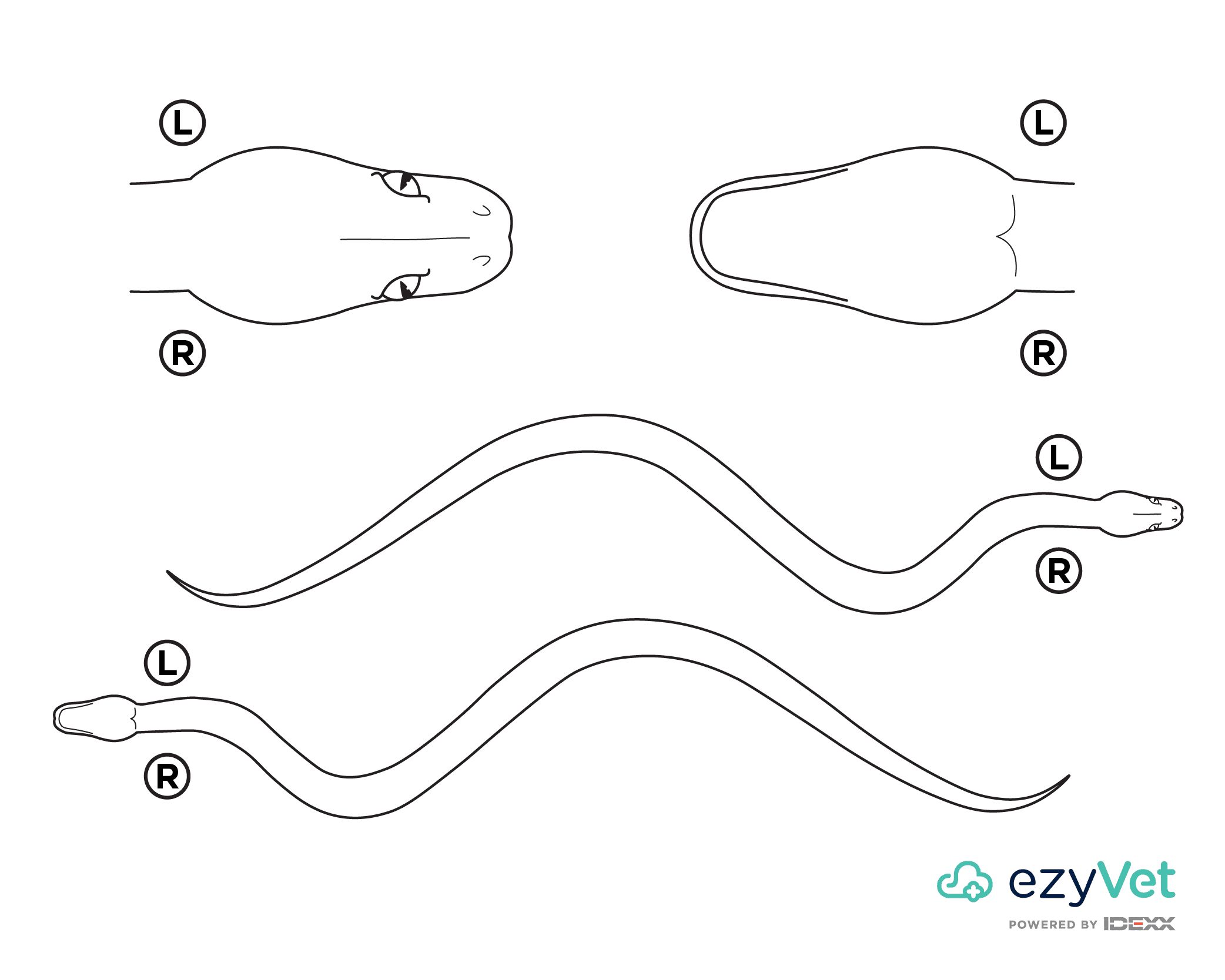 Snake Body Map for Annotation