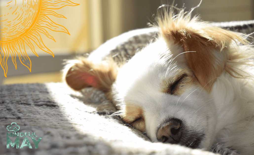 Mindful may sleeping dog 1030 x 630