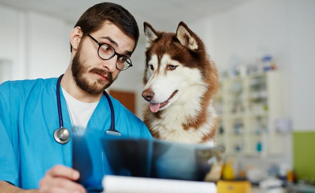 Dog xray 1030 x 630
