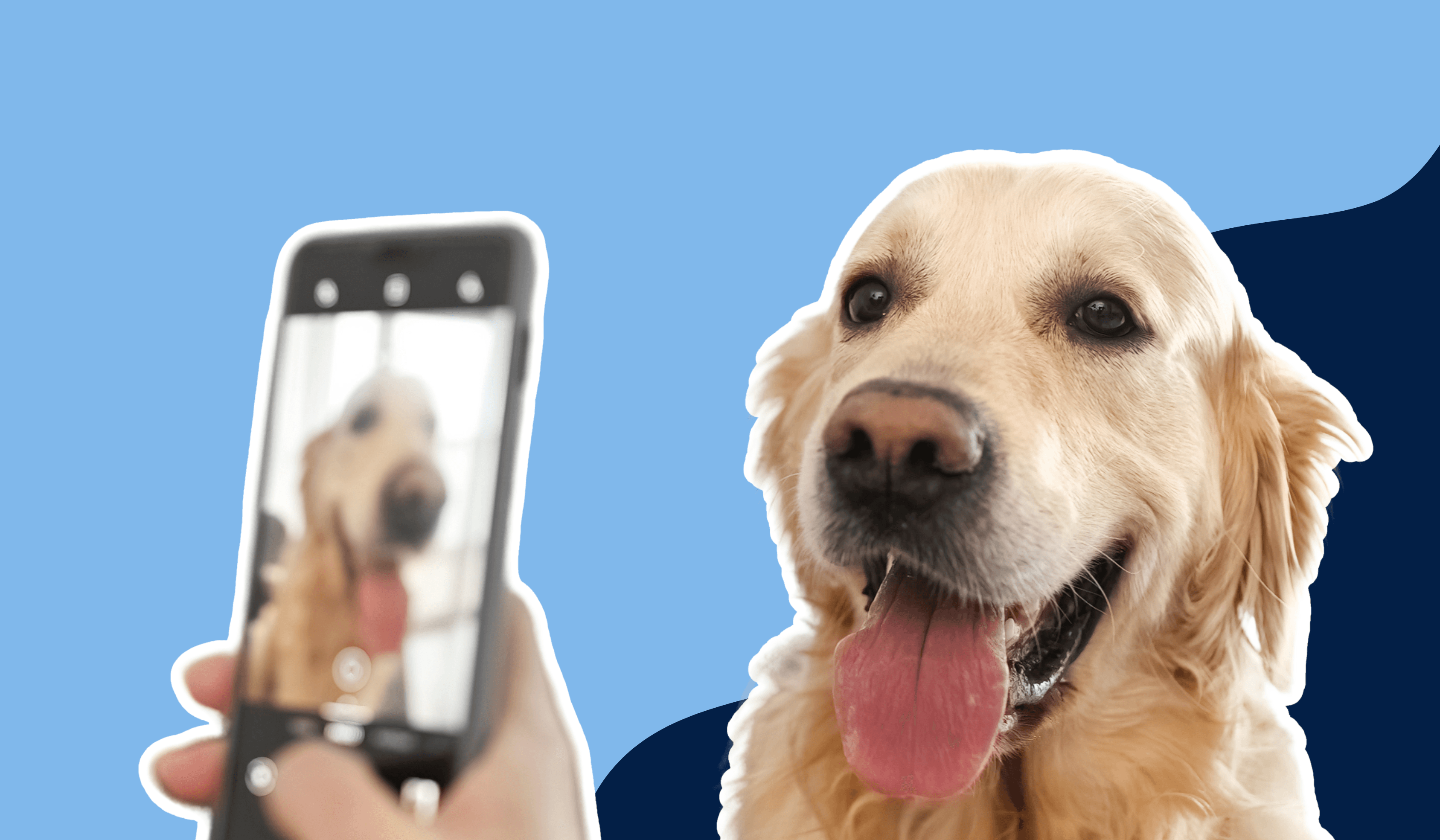 Dog photography 1030 x 630