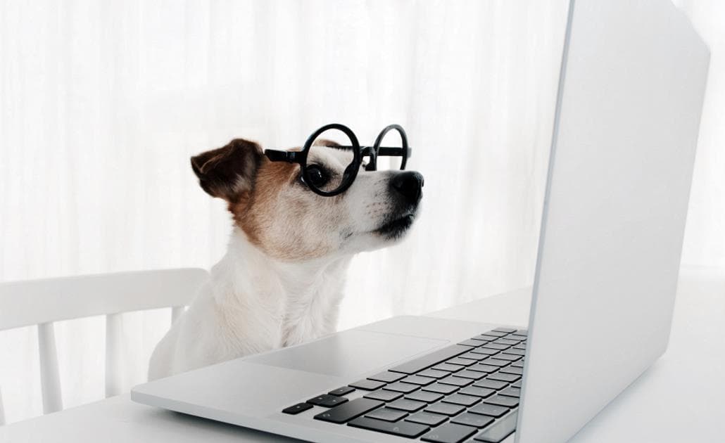 Dog in glasses using a laptop 1030 x 630