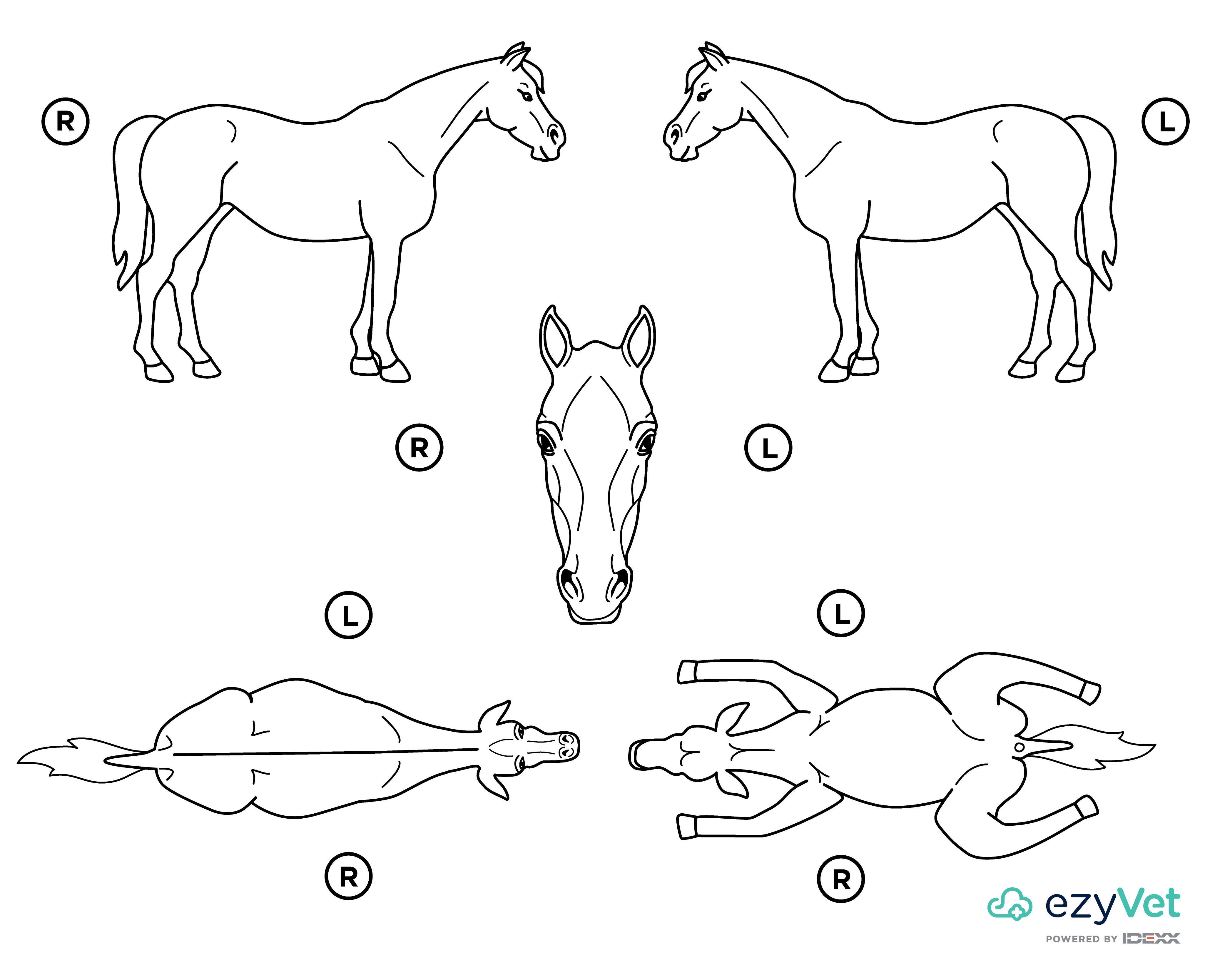 Horse Equine Body Map for Vet Annotation